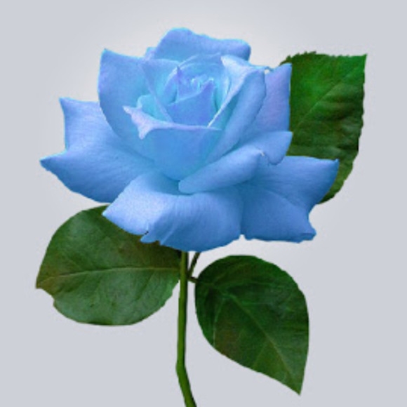 sophiahwang27
